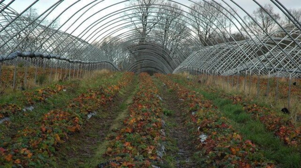 Strawberry plants Strawberry plants on the frames for poly-tunnels near Suckley Knowle.