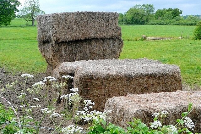 Farmland at Great Park There were presumably cattle or sheep in this field, between the railway line and Mortimer Road.