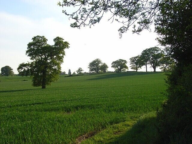 Farmland, Mortimer On the footpath on the boundary with Wokefield. This wheatfield is in undulating countryside and is studded with a few oak trees.