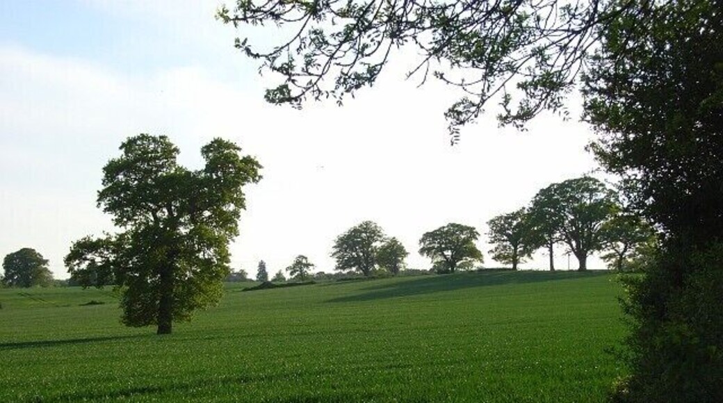 Farmland, Mortimer On the footpath on the boundary with Wokefield. This wheatfield is in undulating countryside and is studded with a few oak trees.