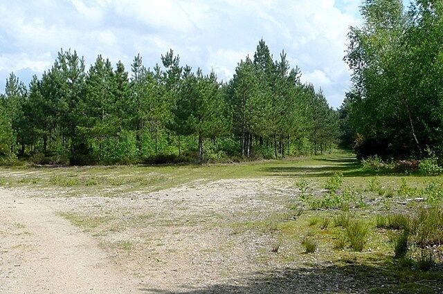 Holden's Firs Part of the extensive managed woodland on sand soil to the north-west of Mortimer Common.