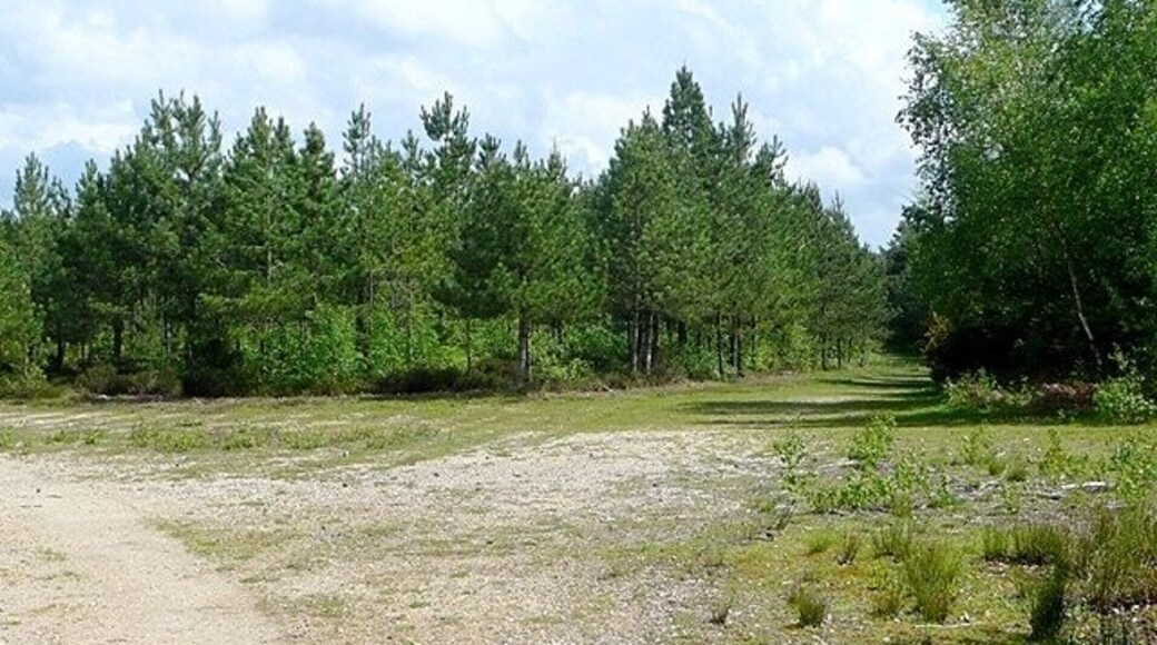 Holden's Firs Part of the extensive managed woodland on sand soil to the north-west of Mortimer Common.