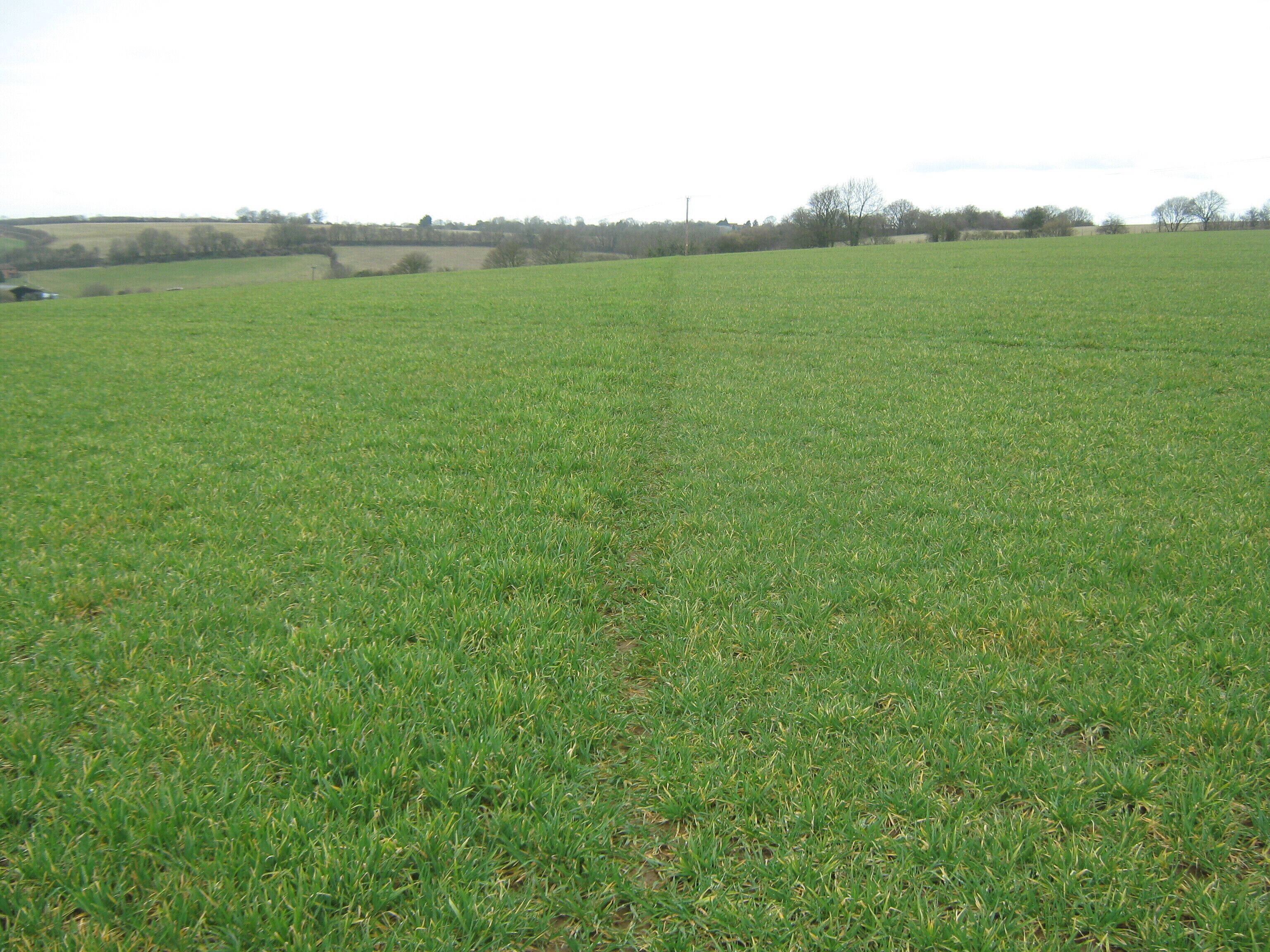 Footpath to Pett Bottom This path leads through a field of wheat from Brabourne Lane.