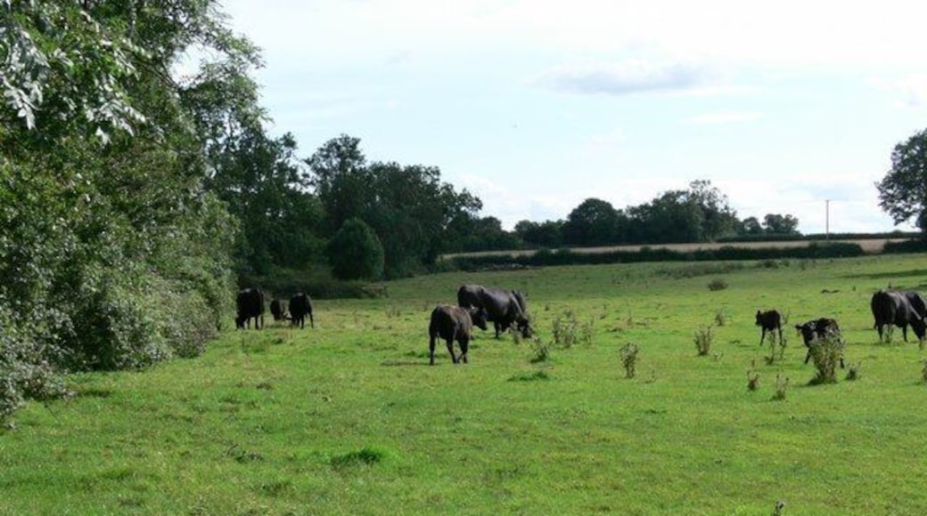 Farmland near Sapcote A public bridleway crosses this field on its way to Sapcote.