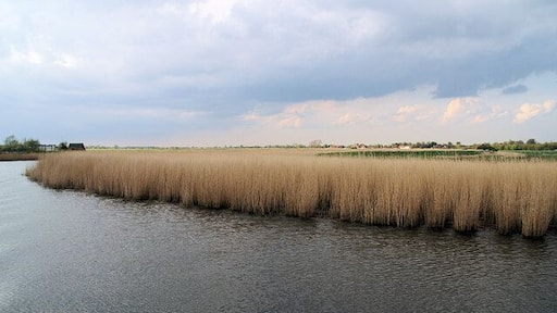 Reedbed south of Stokesby Hall Reedbed on the north bank of the Bure south of Stokesby Hall. Stokesby village can be seen over the reeds.