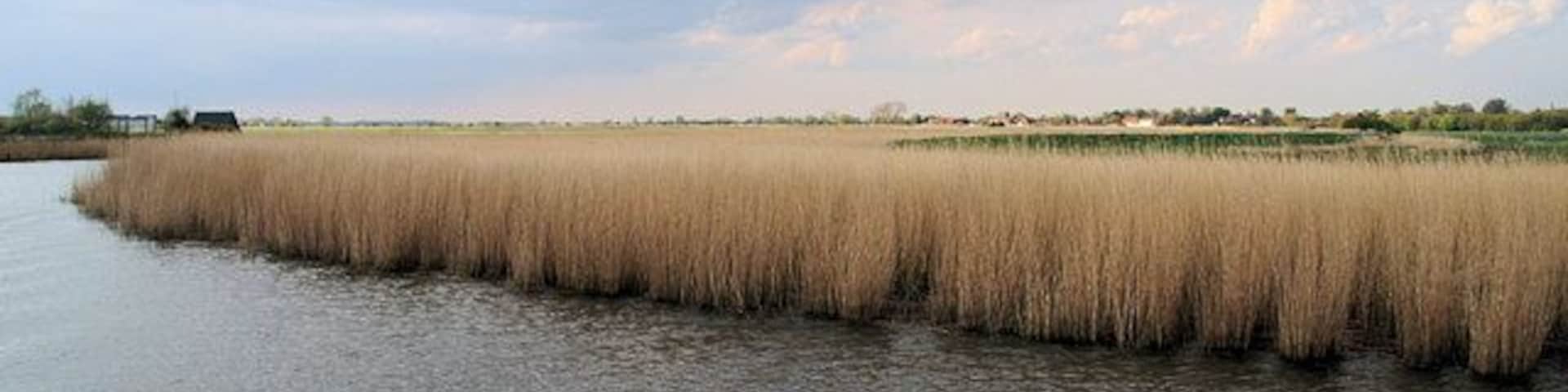 Reedbed south of Stokesby Hall Reedbed on the north bank of the Bure south of Stokesby Hall. Stokesby village can be seen over the reeds.