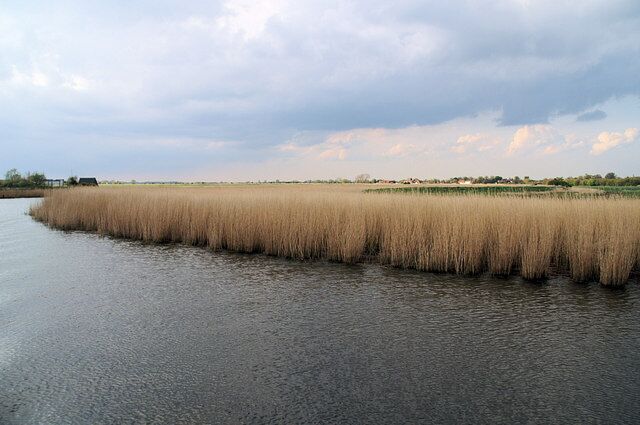 A river with tall reeds and a cloudy sky.