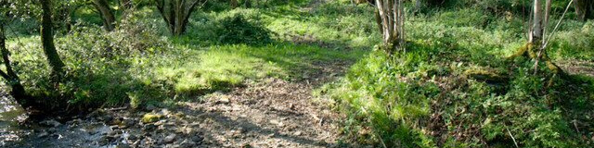 Un área boscosa con un arroyo pedregoso y un sendero de tierra.