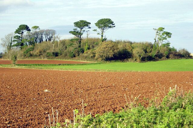 Waddeton Lane Plantation. A small wood set in farmland 1km south of Paignton's Long Road industrial estate. It's marked on the 7th edition OS map, but absent from the 6th, which makes its origins very approximately 50-60 years ago.