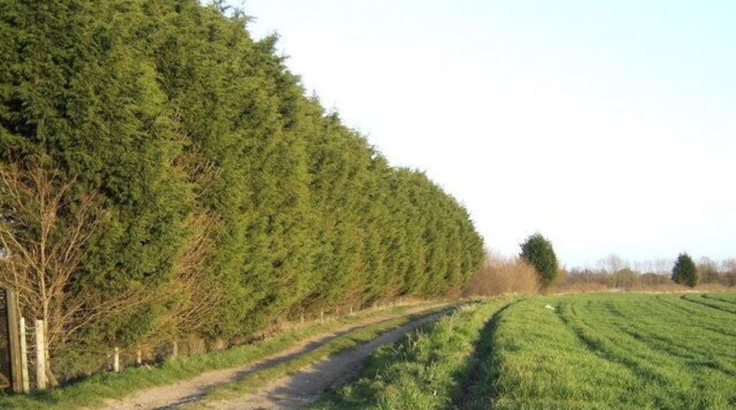 Stringside Drove View south and east the Oxborough Road.