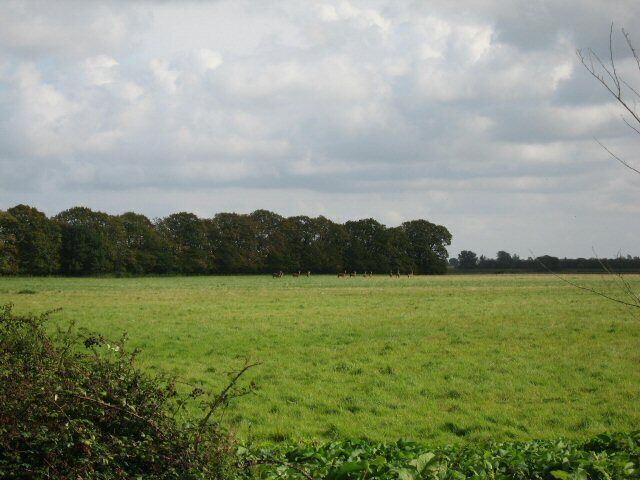 Oh! Deer! This herd of deer were happily grazing in this meadow.