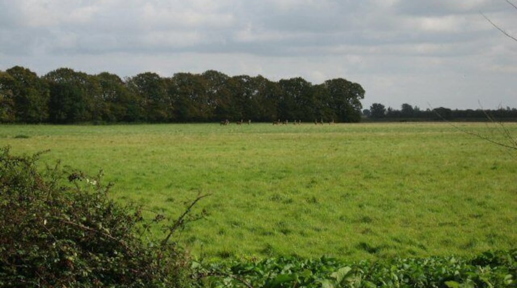 Oh! Deer! This herd of deer were happily grazing in this meadow.