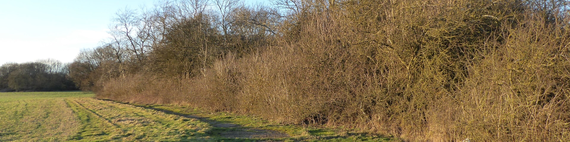 Bowd Lane Wood is part of Stoke and Bowd Lane Woods biological Site of Special Scientific Interest north of Desborough in Northamptonshire