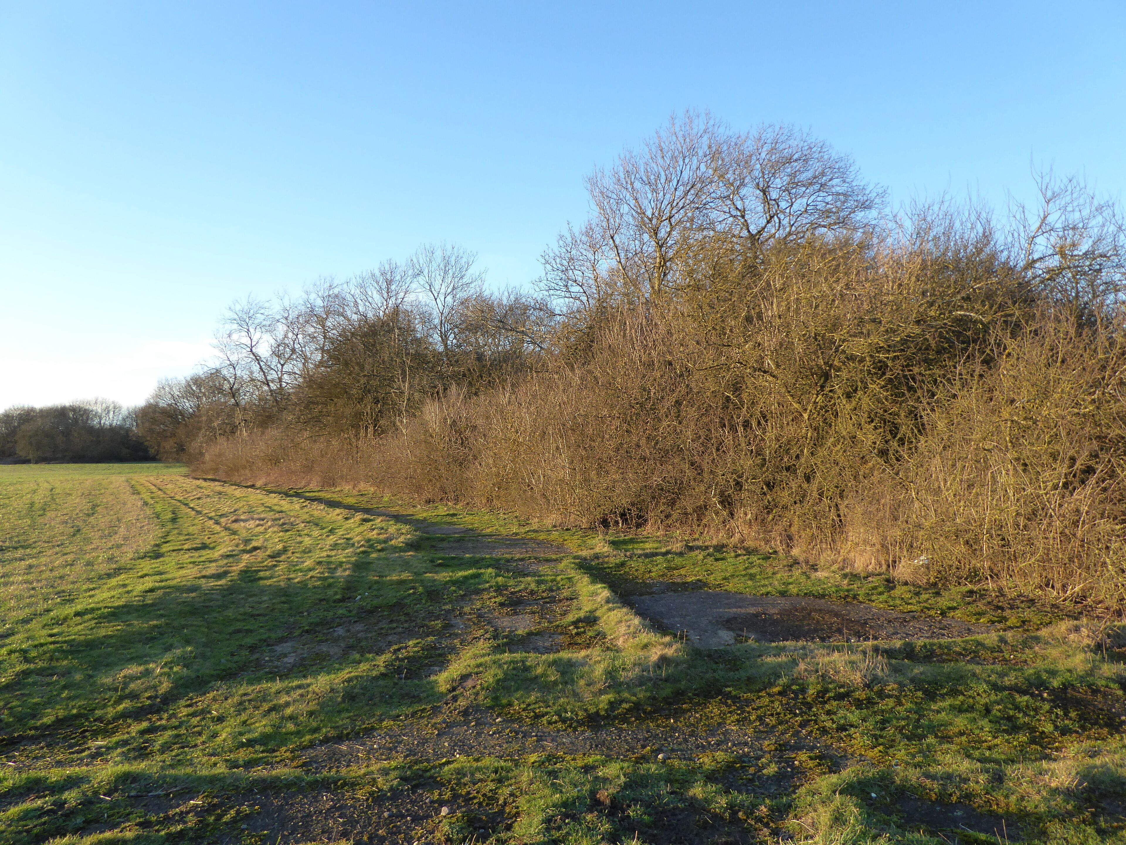 A grassy field with a dirt path leading through it, surrounded by leafless trees and bushes.