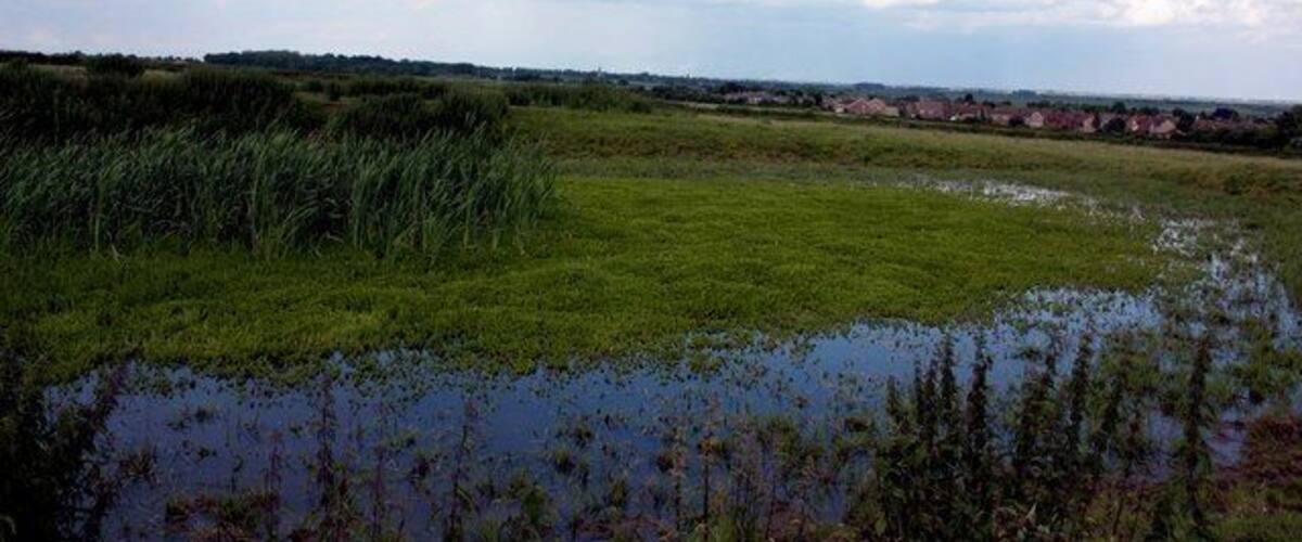 A wetland area with water, grass, and reeds under a partly cloudy sky.