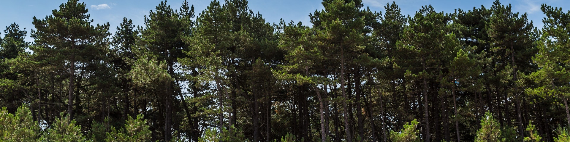 Una hilera de cabañas de playa con un bosque al fondo.