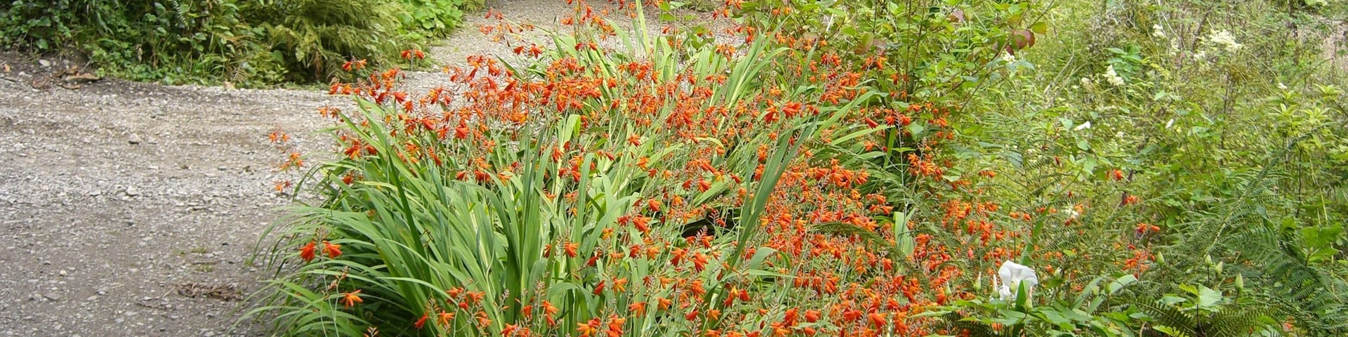 Colby Woodland Garden