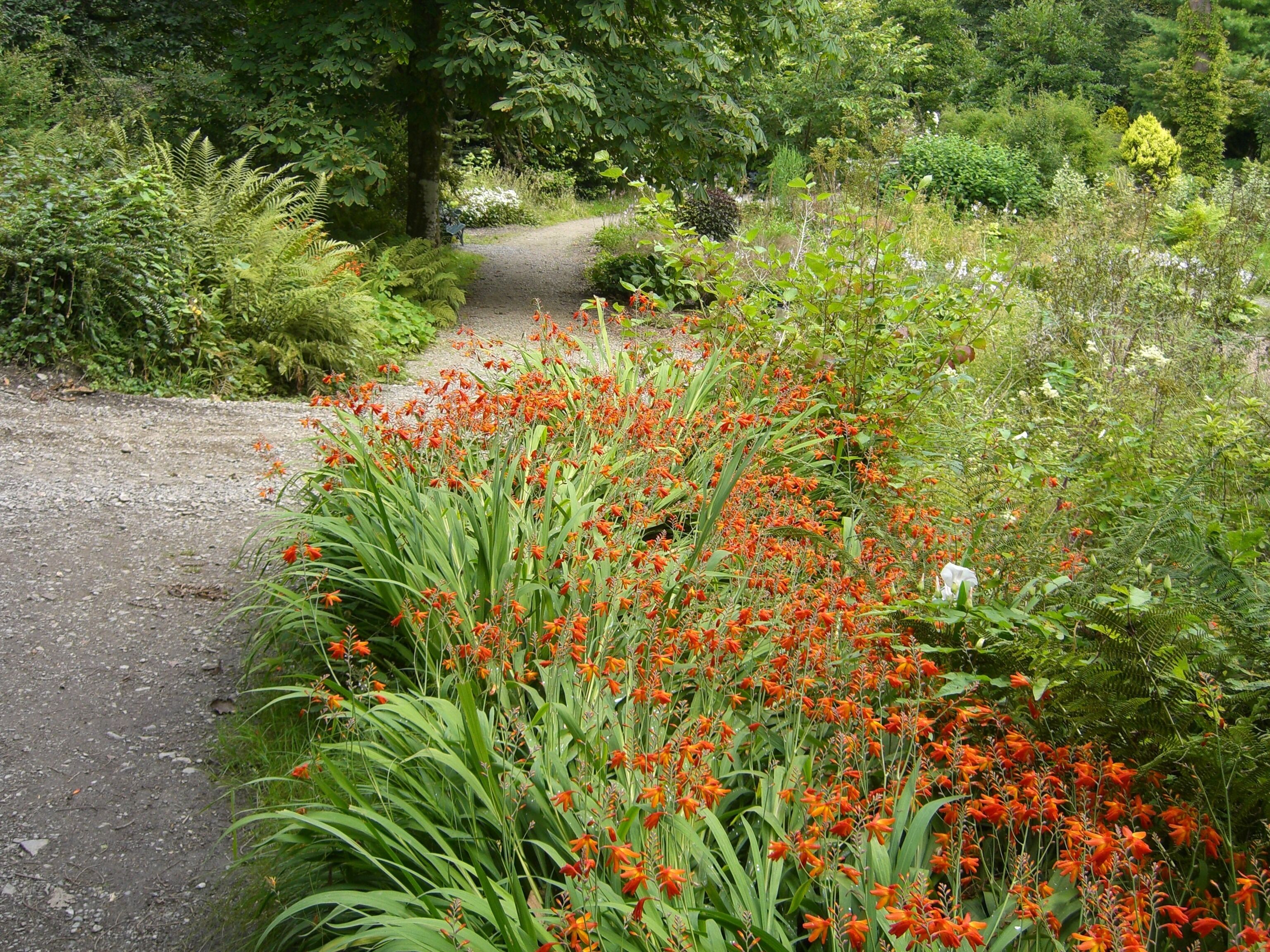 A gravel path surrounded by dense greenery and vibrant orange flowers.