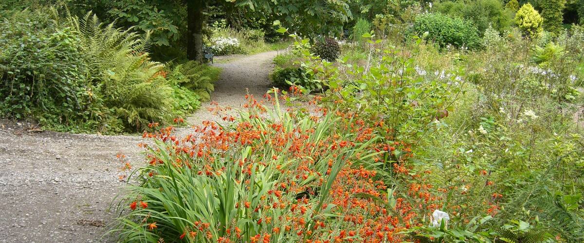 A gravel path surrounded by dense greenery and vibrant orange flowers.