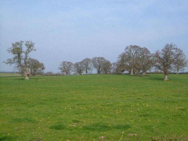 Field near Staple Fitzpaine These oaks give a park-like appearance to this field near Perry Hall.