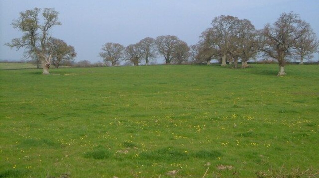 Field near Staple Fitzpaine These oaks give a park-like appearance to this field near Perry Hall.