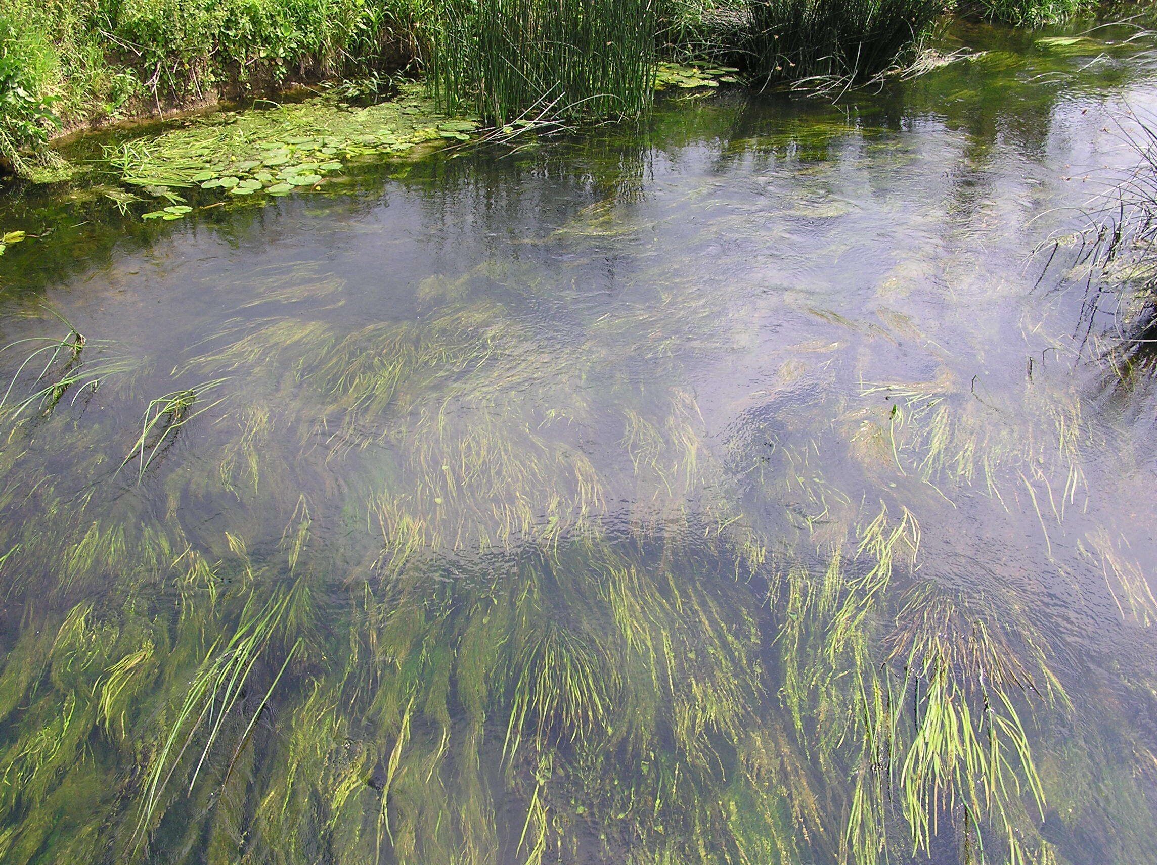 Clear waters of the River Nene - June 2009