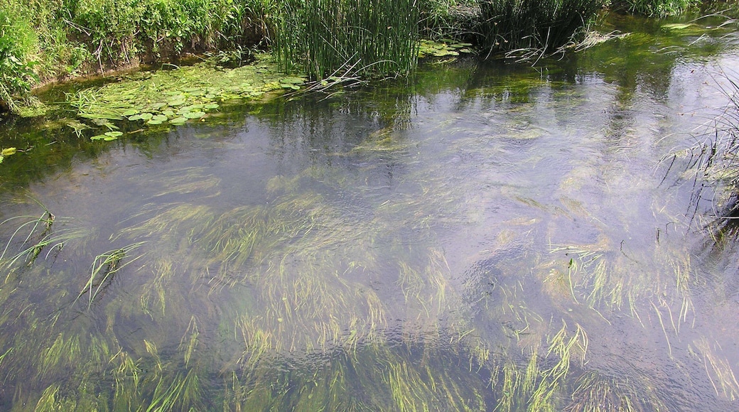 Clear waters of the River Nene - June 2009