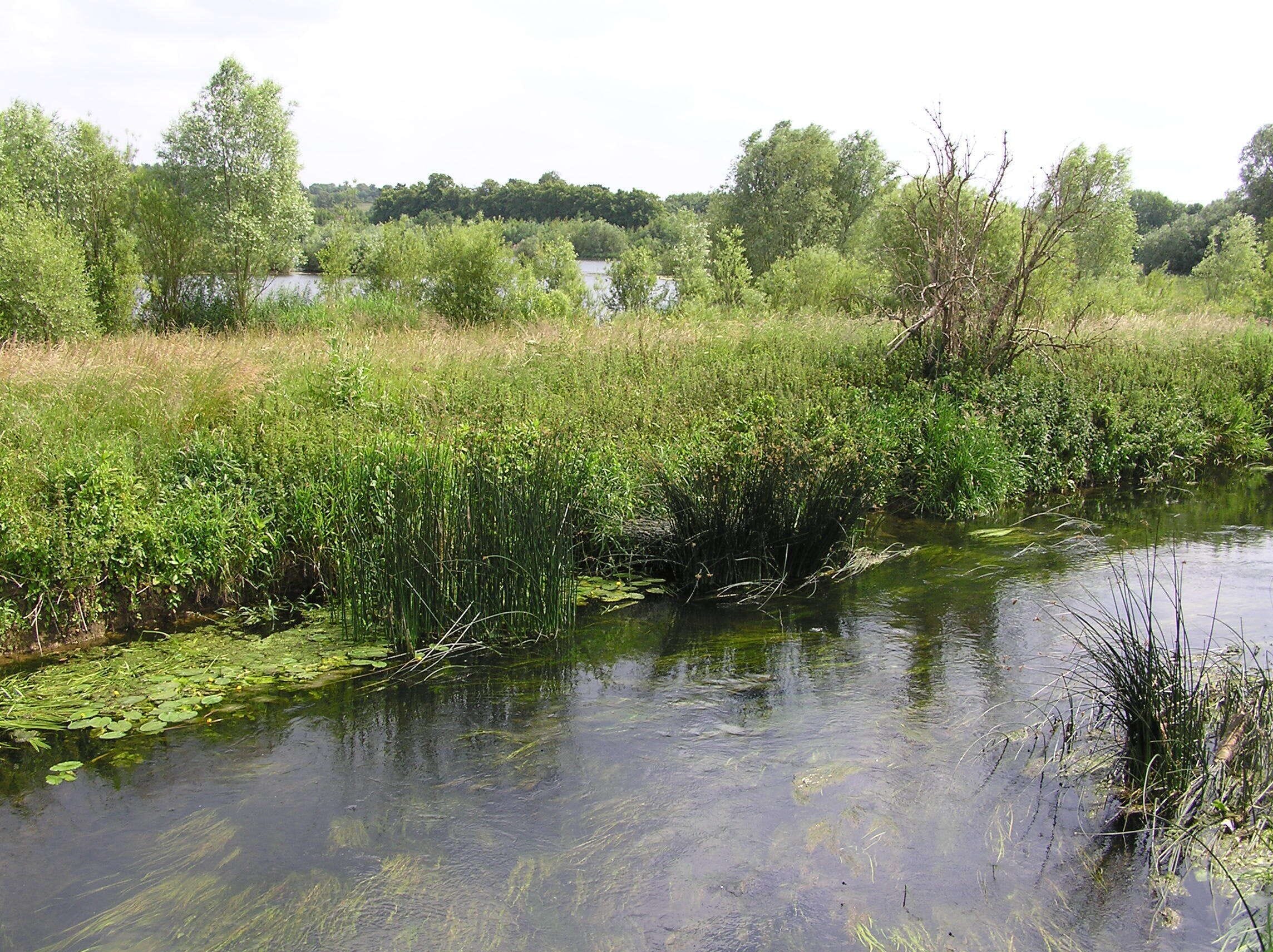 A calm river with dense vegetation and trees in the background.