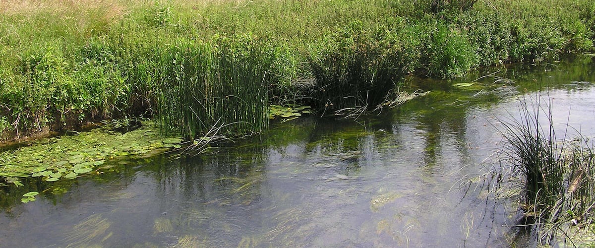 A calm river with dense vegetation and trees in the background.