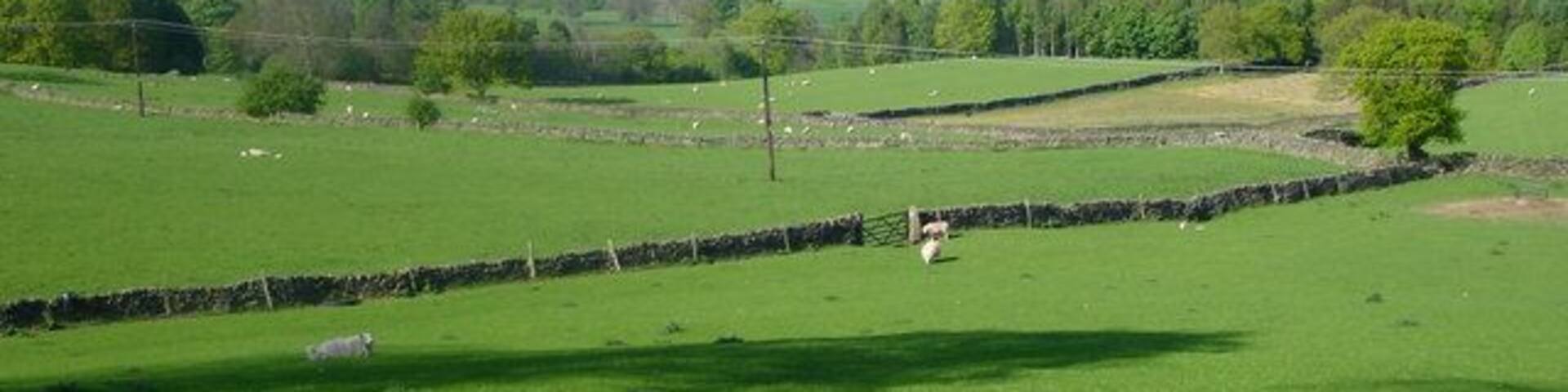 A green field with a stone wall and a sheep in the distance.