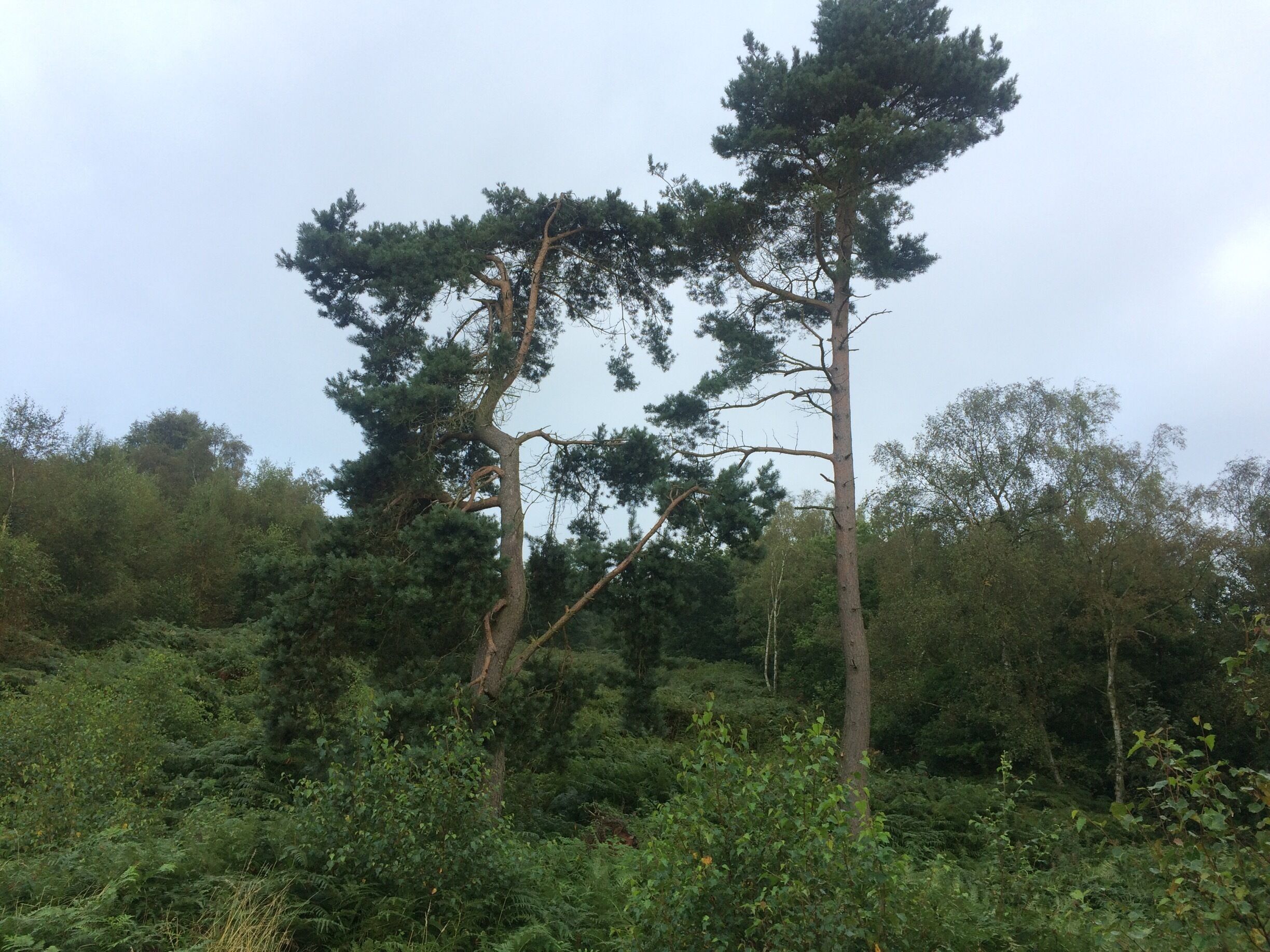 Is that a T REX !!!!!