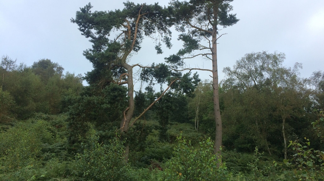 Is that a T REX !!!!!