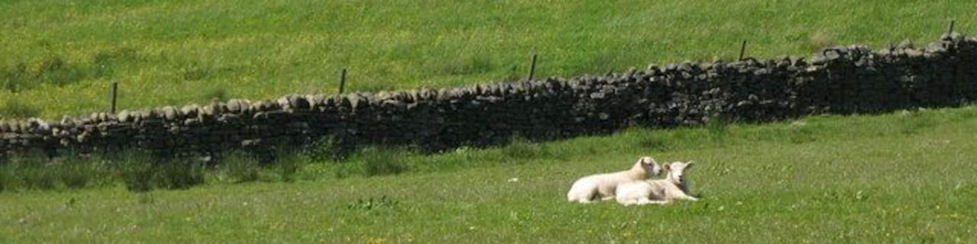 Pastures below The Highlands