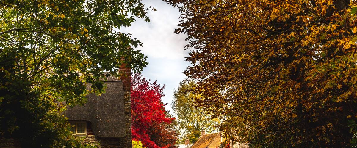 A narrow street flanked by trees with autumn leaves, stone walls, and traditional houses.