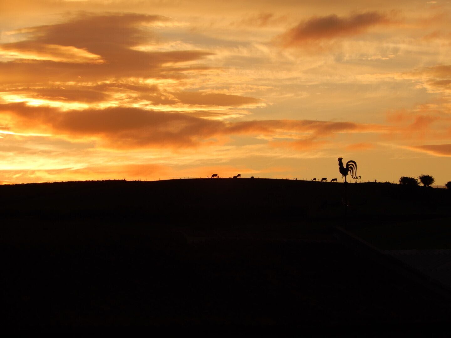 Sunset in Staintondale. Livestock in the background & weather vane on the right 😁