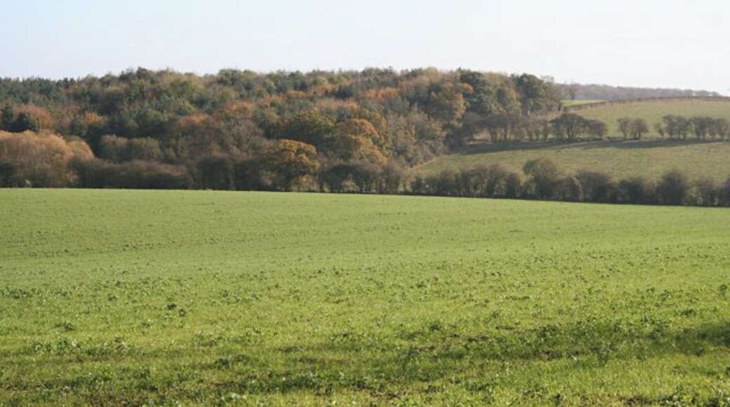 Stonesby Spinney. Looking west towards the Spinney which is in fact quite a large piece of woodland which straddles the boundary of the square.