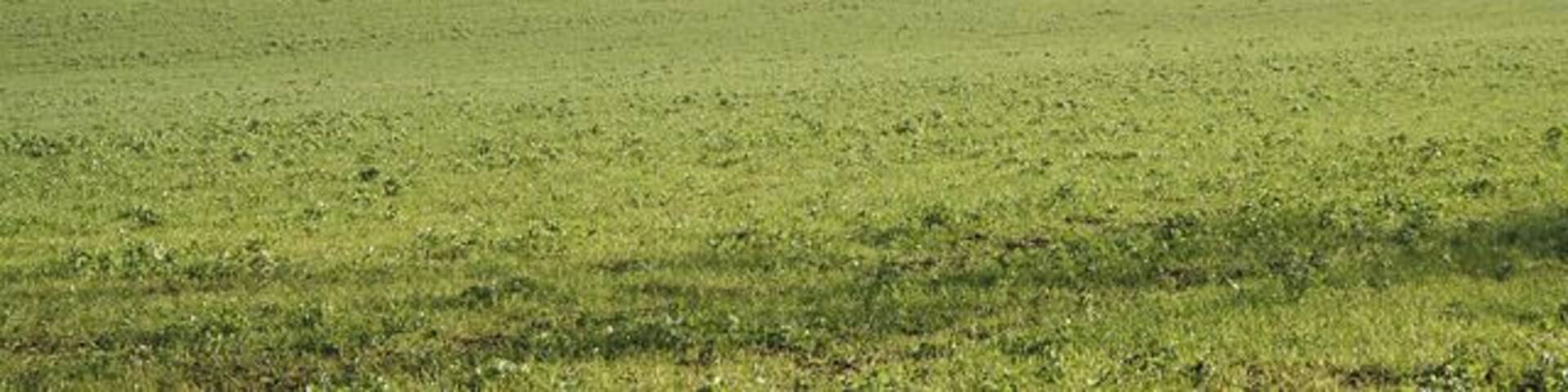 Stonesby Spinney. Looking west towards the Spinney which is in fact quite a large piece of woodland which straddles the boundary of the square.