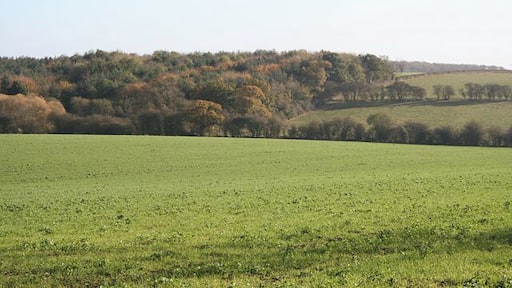 Stonesby Spinney. Looking west towards the Spinney which is in fact quite a large piece of woodland which straddles the boundary of the square.