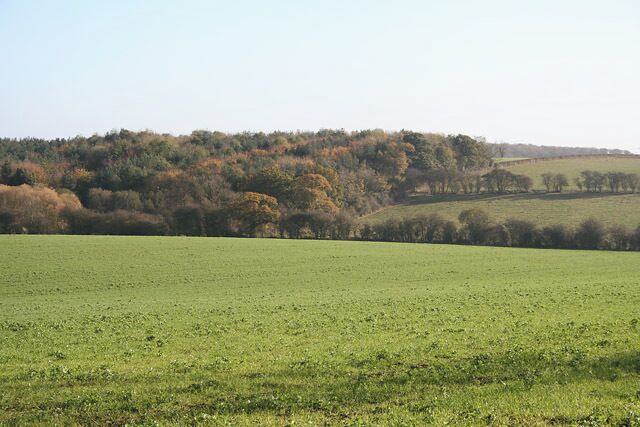 A green field with a forested hill in the background.