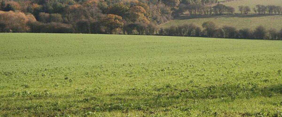 A green field with a forested hill in the background.