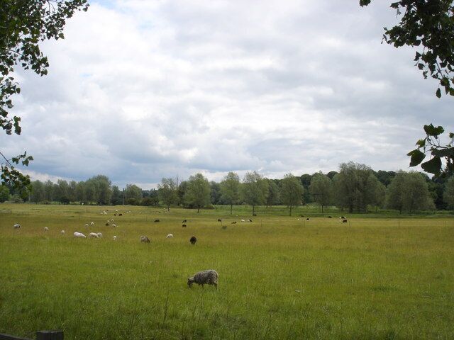 Sheep in a field This is an unusual sight in this part of Suffolk, as the farming hereabouts is overwhelmingly arable; the most common livestock seen is pigs, and sheep and (especially) cattle are seemingly quite rare.