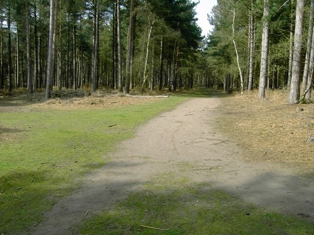 Tracks Crossing in Rowney Warren Wood
