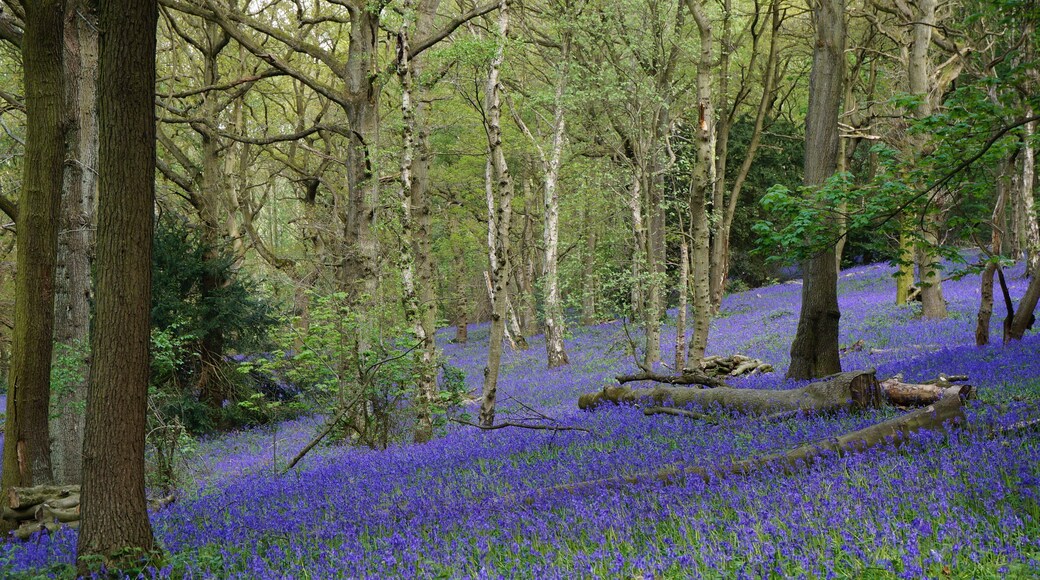 Bluebells in Shaw Wood, Oakerthorpe, Derbyshire