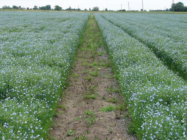 Walking Through the Blue. Flax plants abound either side of the footpath.