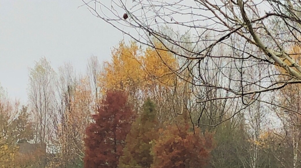 These autumn trees are just beautiful next to the lake.