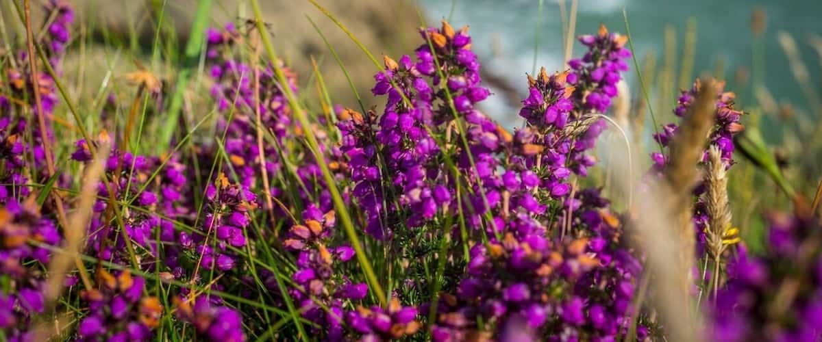 Sea heather in bloom