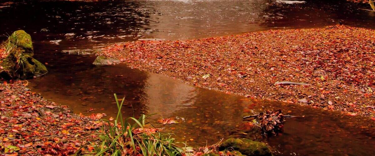 Looking up at the waterfall at the "Foss" in North Yorkshire. Very hard to get to the bottom of the falls but very much worth it.
More photos at Ron@photo2212 check them out.