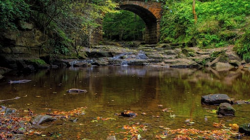 Falling Foss on the East Coast of Yorkshire, near Whitby.