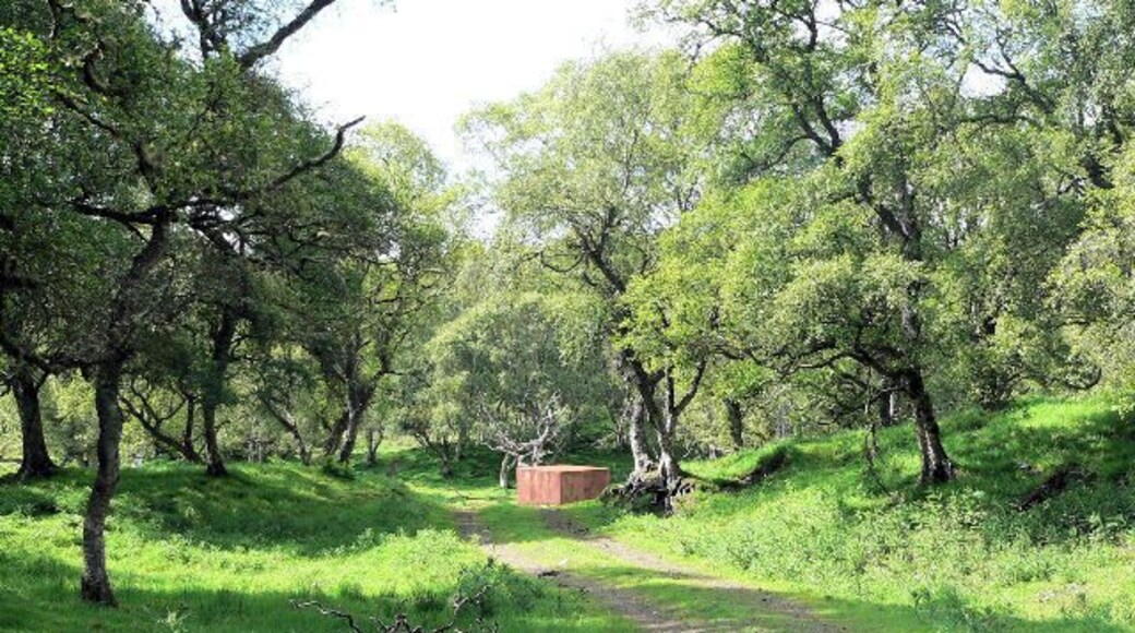 Track into woodland opposite Skail
