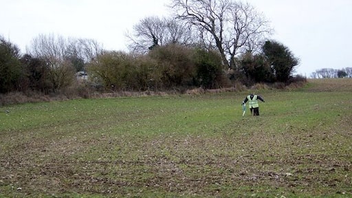 Headless in Highleigh This poor scarecrow standing guard over a cereal crop has unfortunately lost his head.